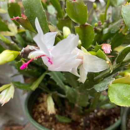 Leave cuttings Thanksgiving cactus Unrooted