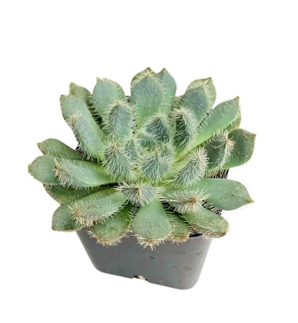 2"pot Echeveria Setosa ‘Mexican Firecracker’