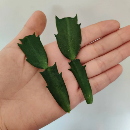 Leave cuttings Thanksgiving cactus Unrooted