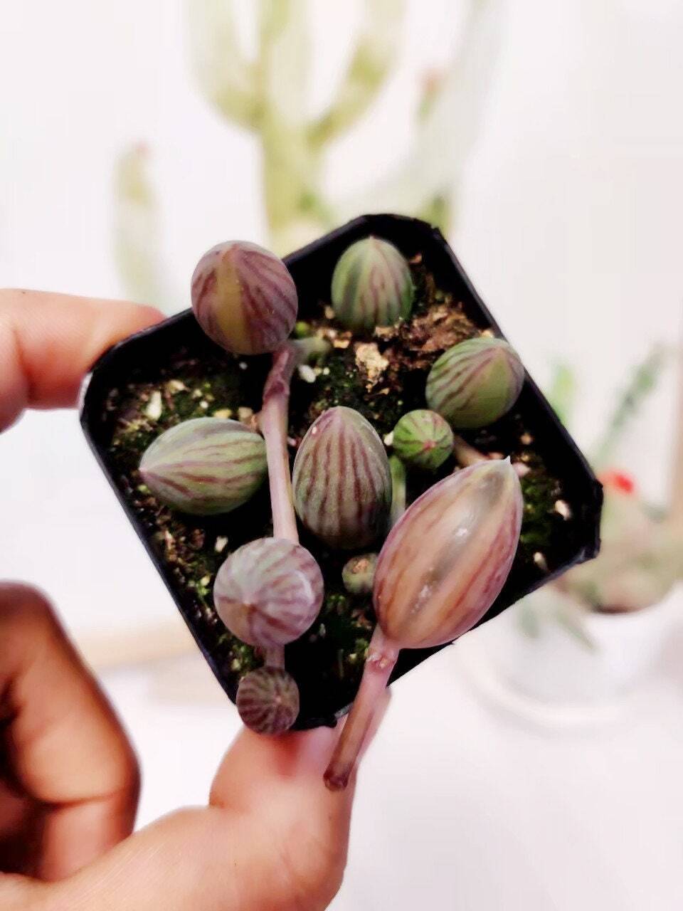 Cuttings/2"pot /4"pot Succulent Plants String of Watermelons rooted