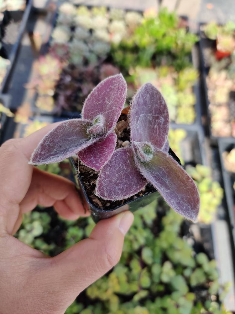 2"pot 4"pot Succulent Plants Tradescantia Pale Puma Wandering Jew