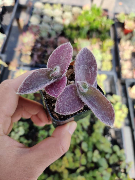 Succulent Plants Tradescantia Pale Puma Wandering Jew - 2"pot
