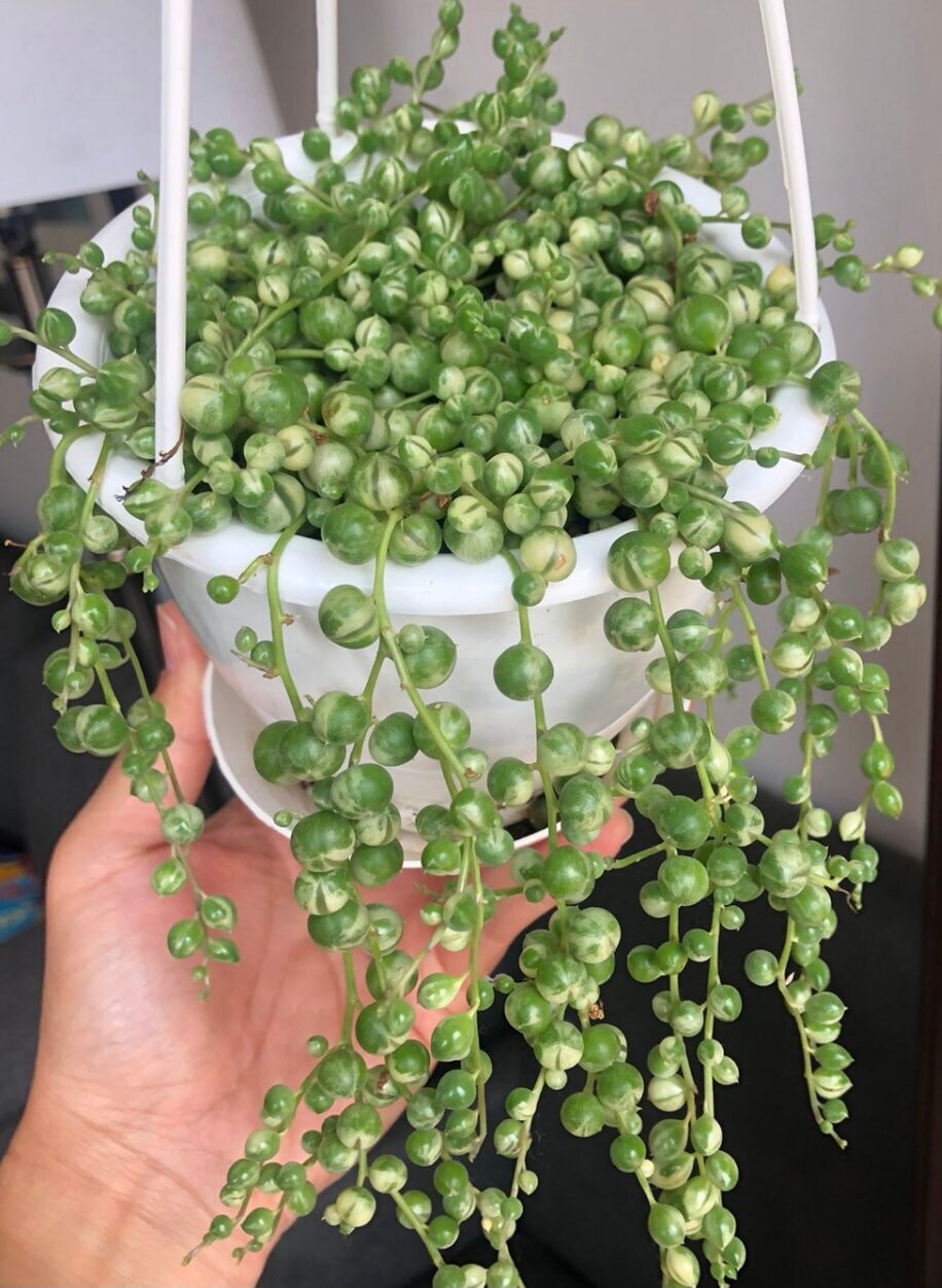2"pot 2.5” pot 4"pot String of pearls variegated