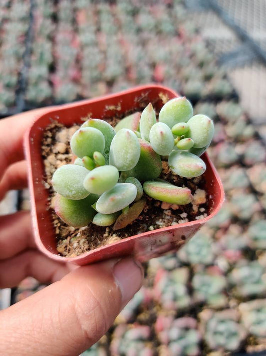 2"pot 4" pot Rare live plant Cotyledon Pendens - Variant 7