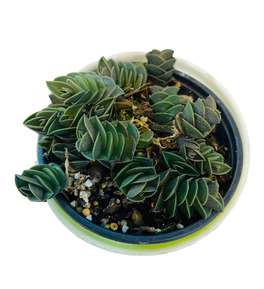 4" pot  Live Succulent Plants Tradescantia Navicularis