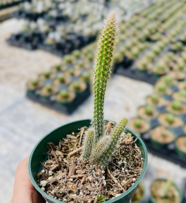 Rat Tail Cactus Aporocactus Flagelliformis  Live Plant – 4" Pot