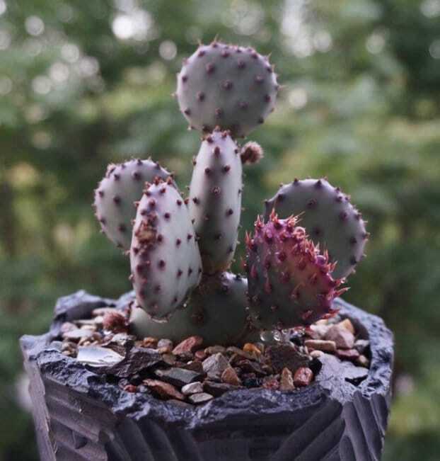 2”pot 4"pot Live purple color Opuntia Santa Rita