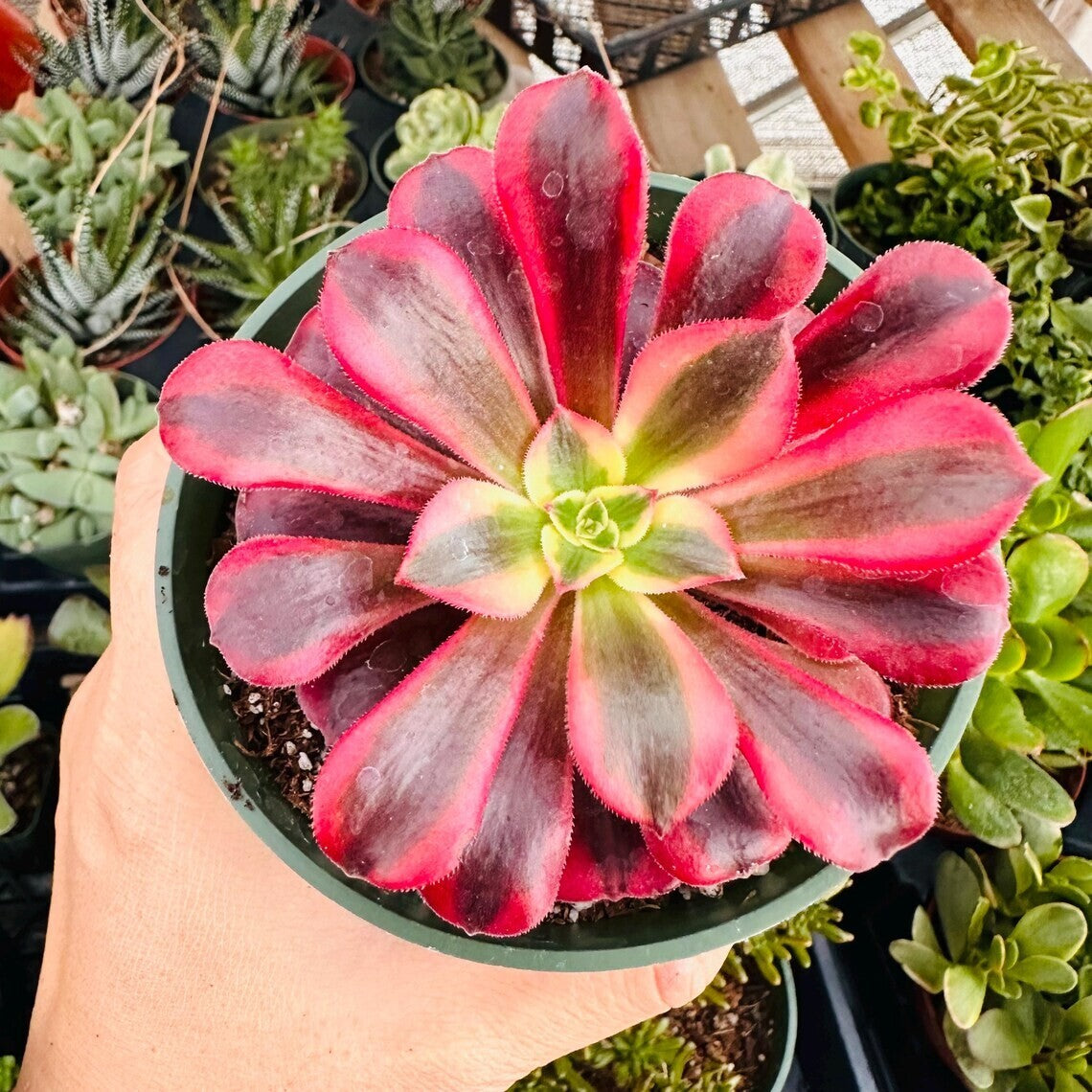 Rare Rooted Succulent 4"pot Aeonium 'Medusa'