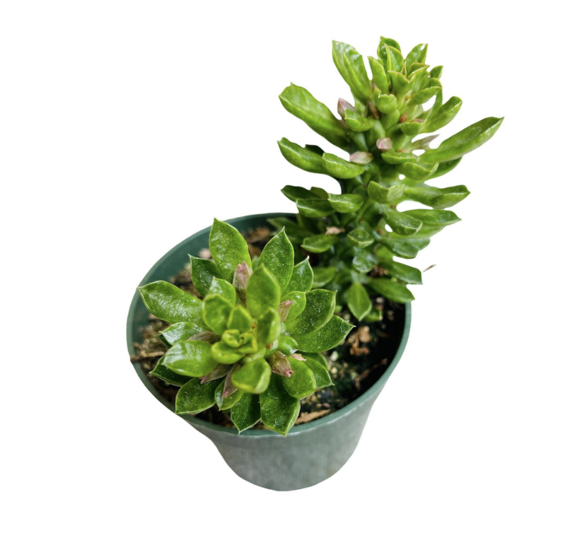 4"pot Succulent Plants Euphorbia guentheri