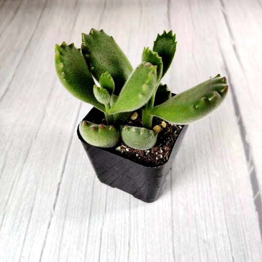 2” pot 4”pot Succulent Plants Cotyledon tomentosa "Bear's Paw" - 2”pot