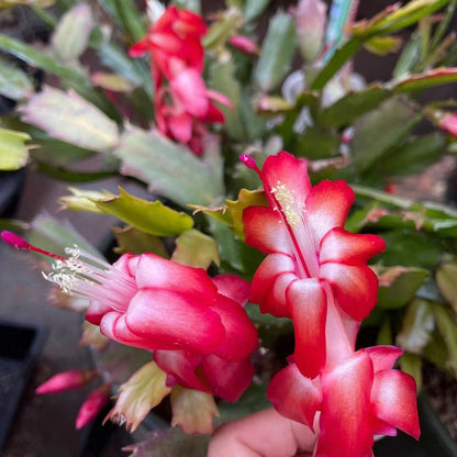Leave cuttings Thanksgiving cactus Unrooted