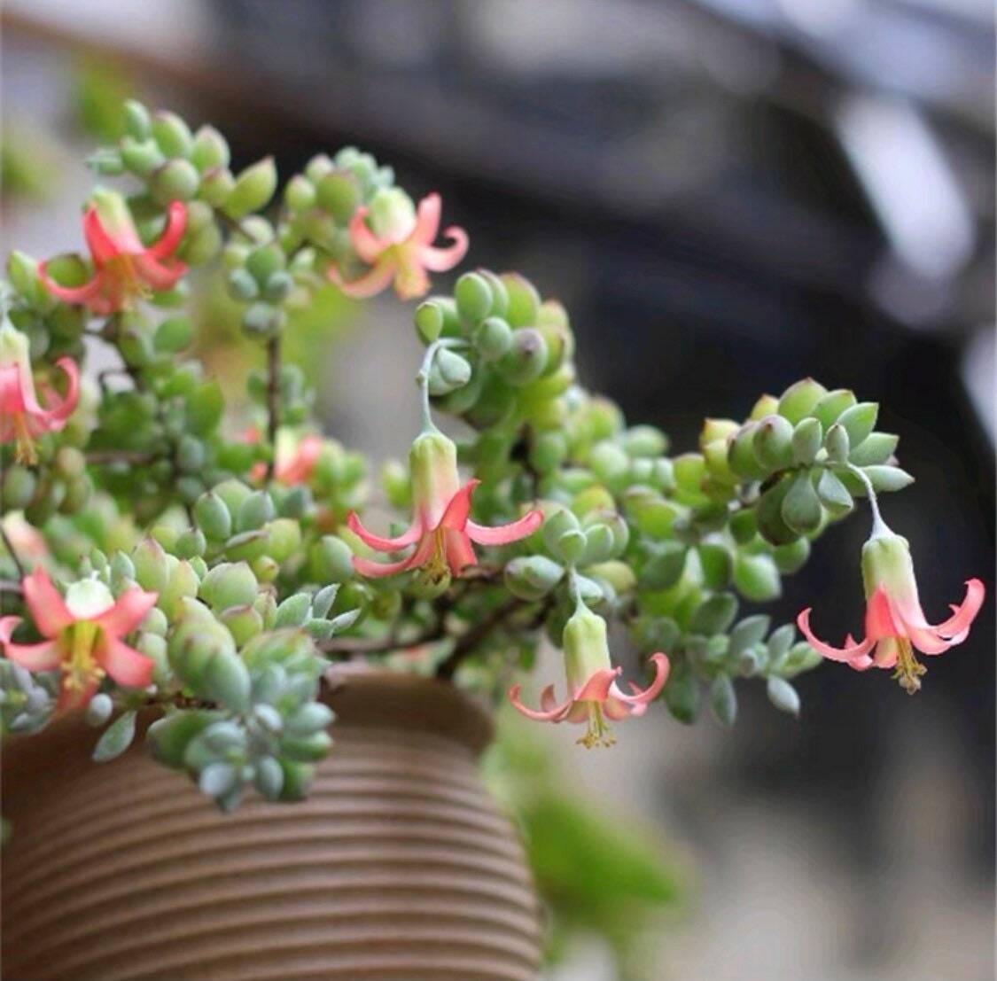 2"pot 4" pot Rare live plant Cotyledon Pendens