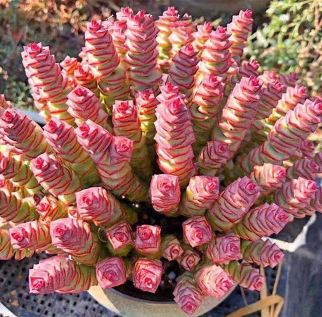 2"pot 4"pot Succulent Plants  Crassula  Jade Necklace  Vine Rosary