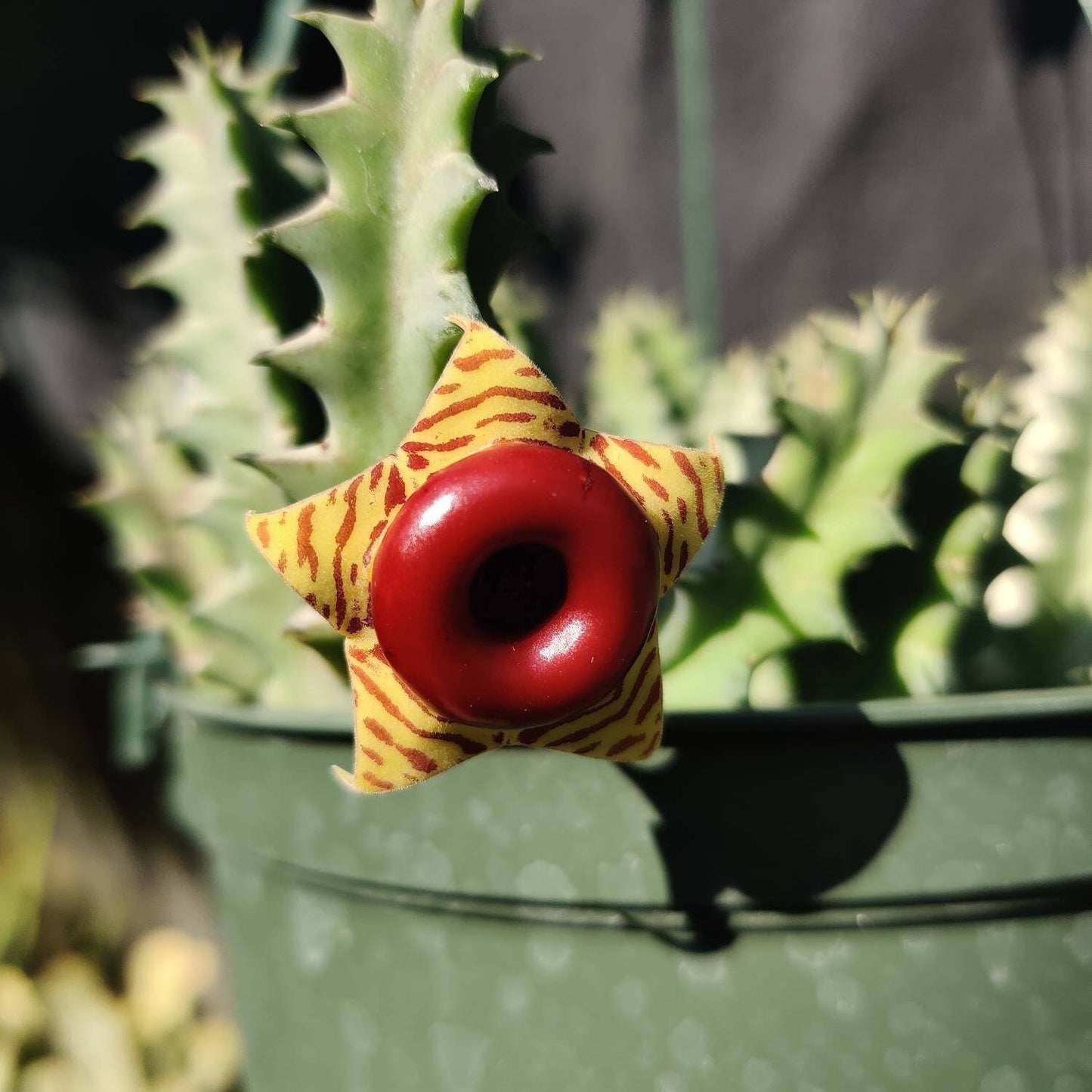 Rare Huernia Zebrina Lifesaver Succulent Cactus | Live Plant in 2" / 2.5" Pot