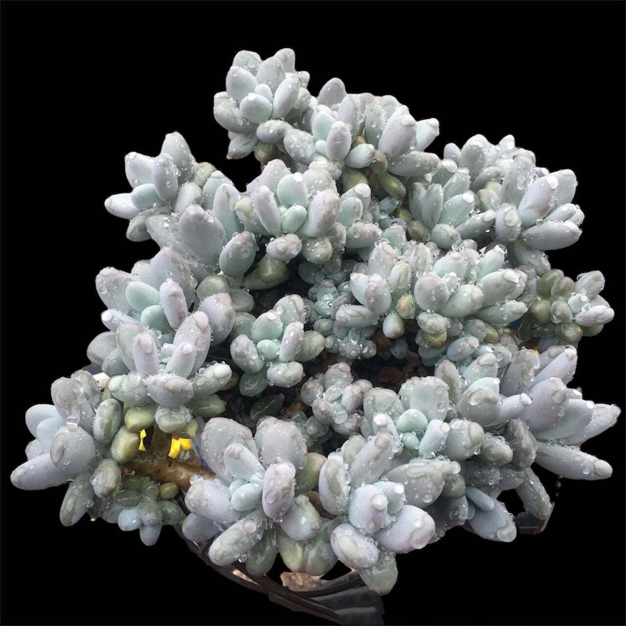 2" pot Moonstone Pachyphytum oviferum