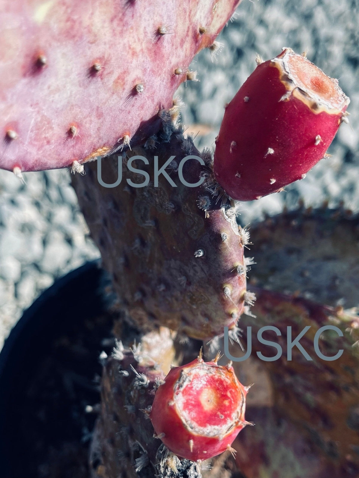 2”pot 4"pot Live purple color Opuntia Santa Rita