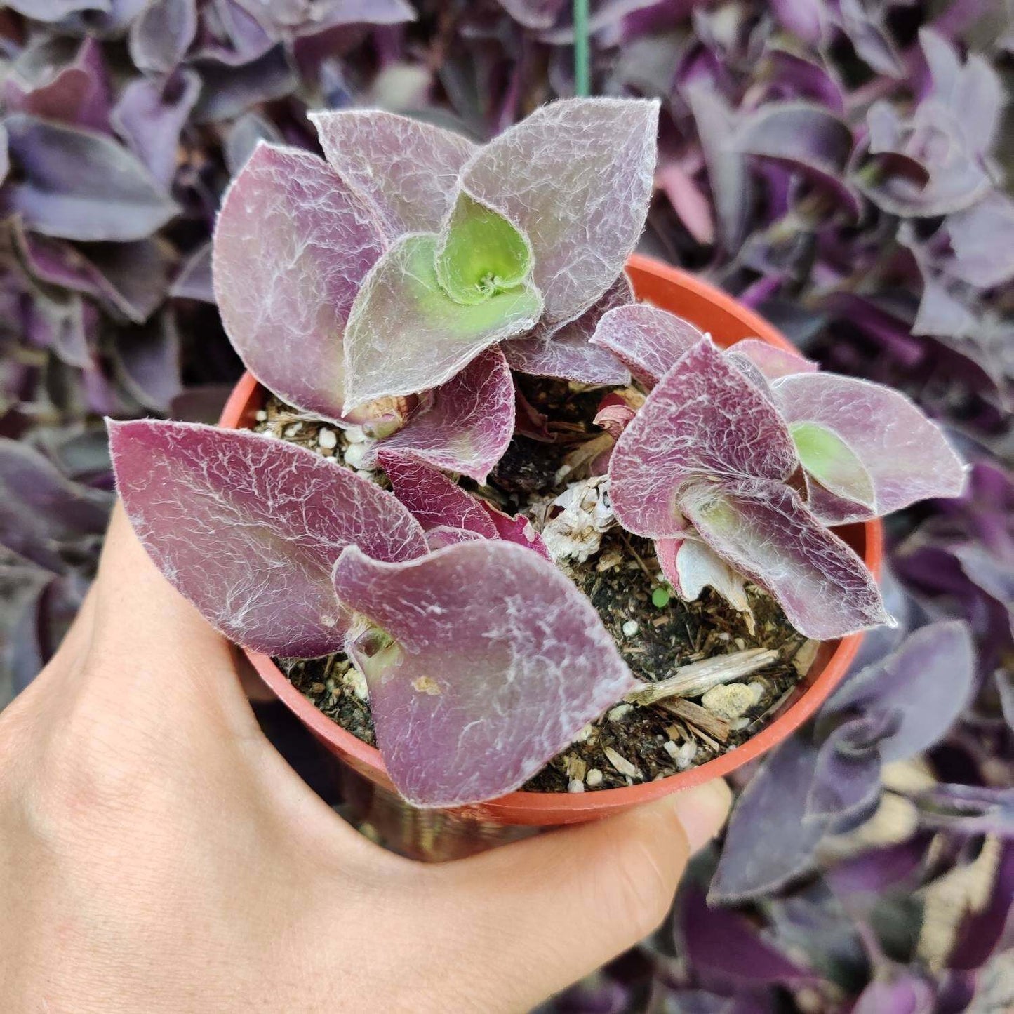 2"pot 4"pot Succulent Plants Tradescantia Pale Puma Wandering Jew