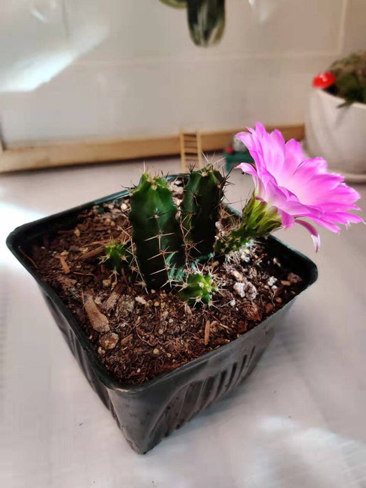 Live cactus Echinocereus Pentalophus - 4"pot