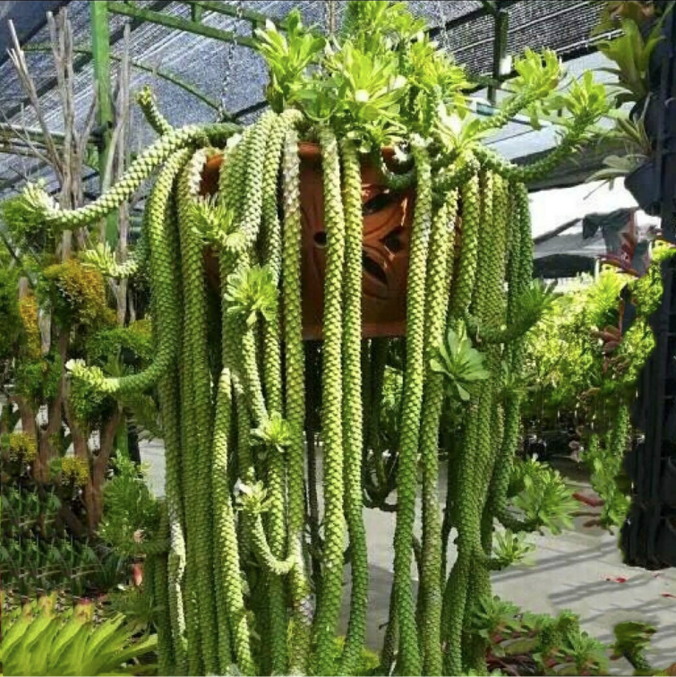 4"pot Succulent Plants Euphorbia guentheri