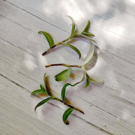 Wandering Jew Leave cutting Tradescantia/Callisia - 5 cuttings mix