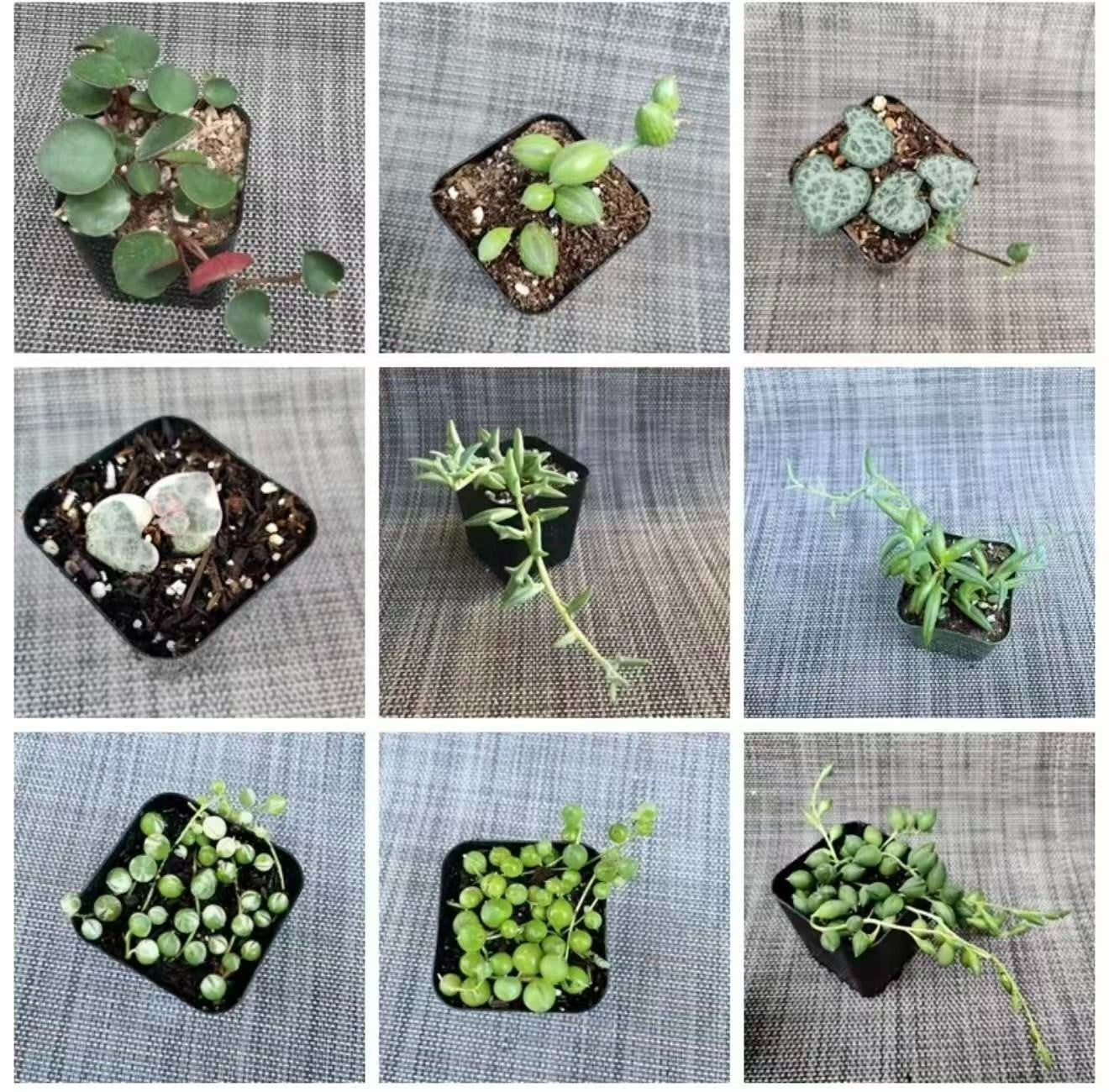 9 types string plants bundle - All in 2" Pot