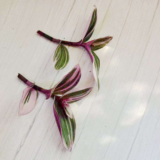 Wandering Jew Leave cutting Tradescantia/Callisia - 3pc Zebrina Burgundy