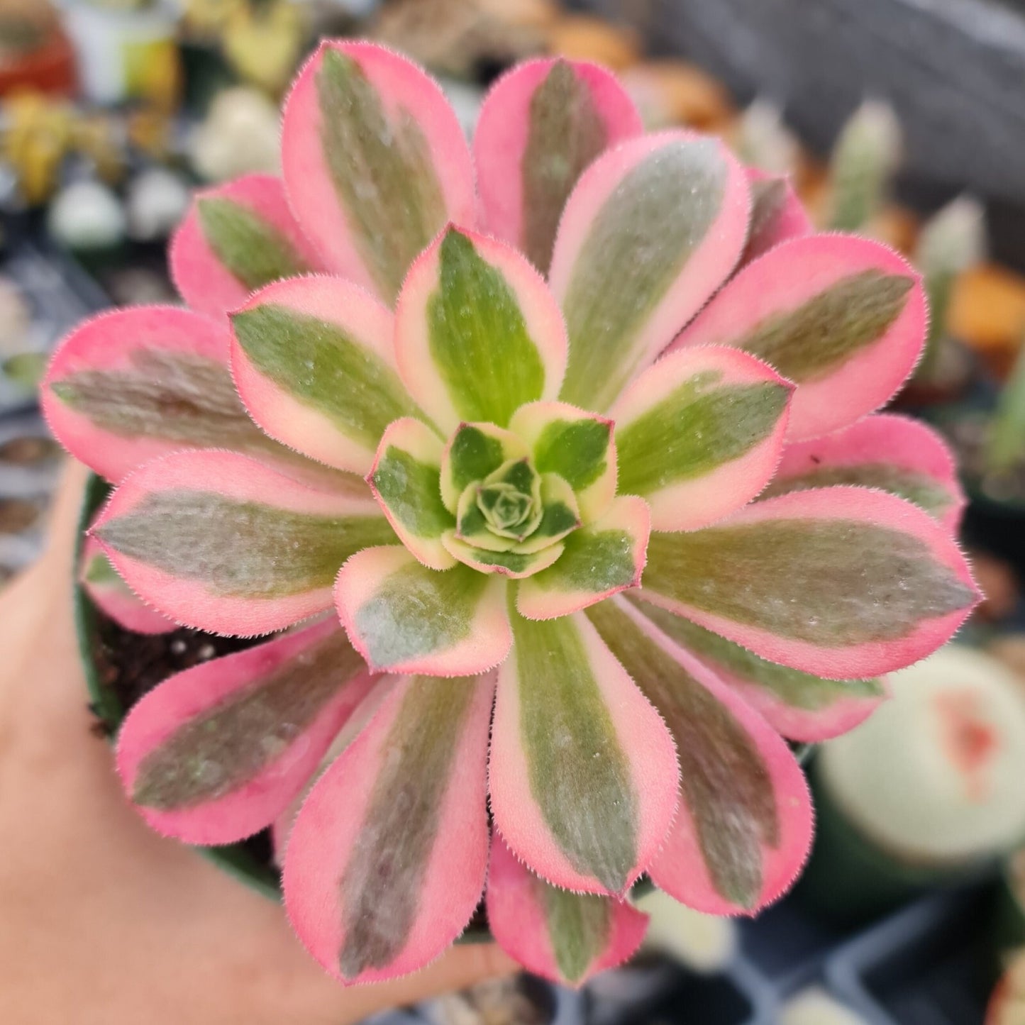 Rare Aeonium plant 4"pot Pink witch Aeonium