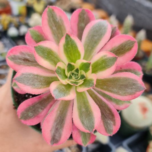 Rare Aeonium plant 4"pot Pink witch Aeonium