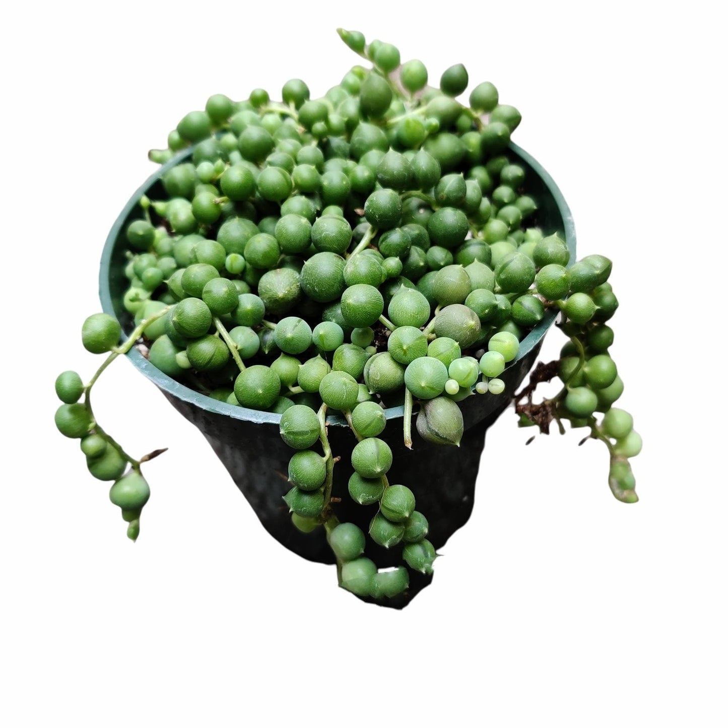 Cuttings  2" 4" 6”pot  String Of Pearls