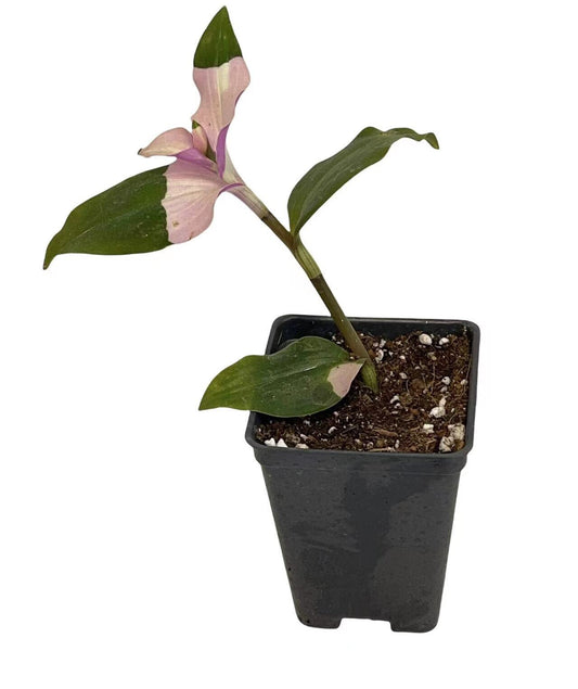 Cuttings/Rooted 2" pot Wandering Jew Tradescantia/Callisia - Variant 8