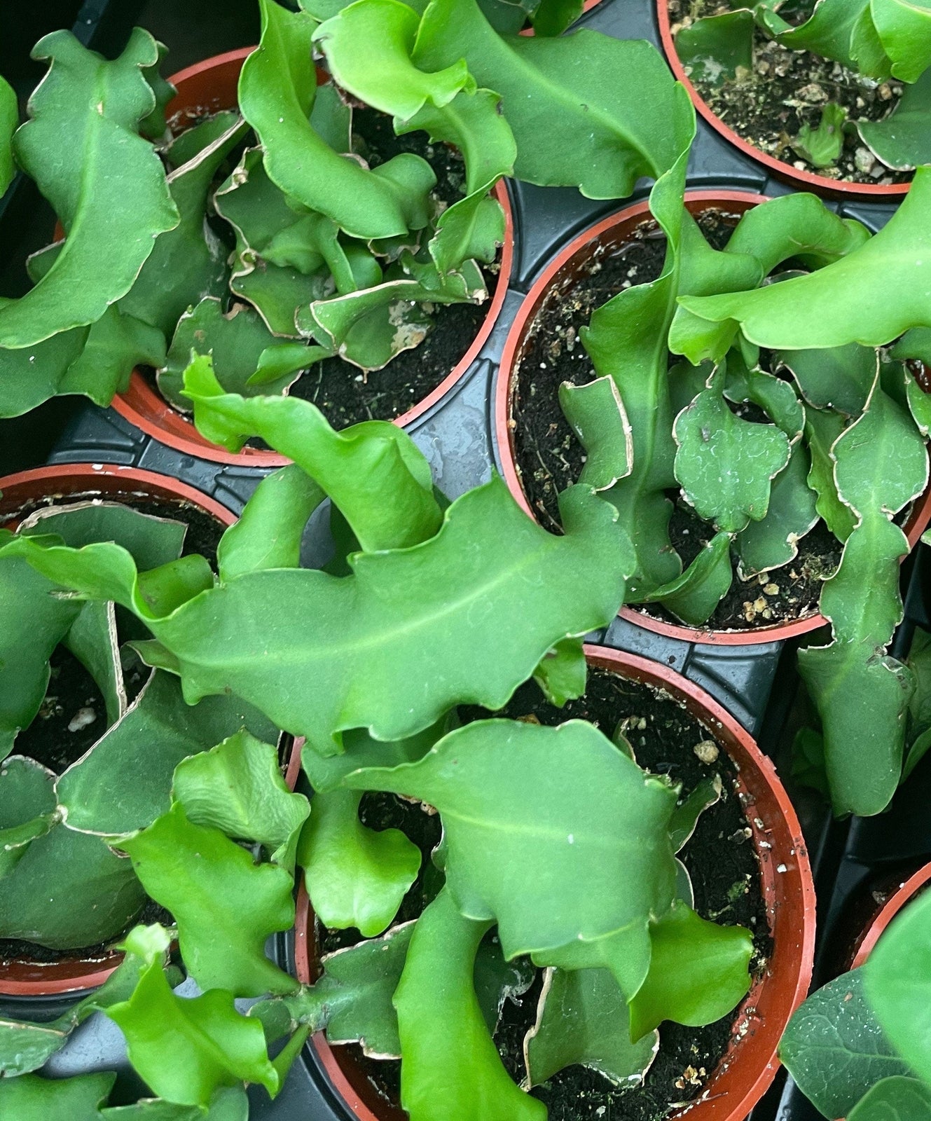 4” pot Epiphyllum Curly Sue