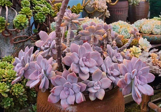 2”pot 4"pot Succulent Plants Graptopetalum Superbum - 2"pot