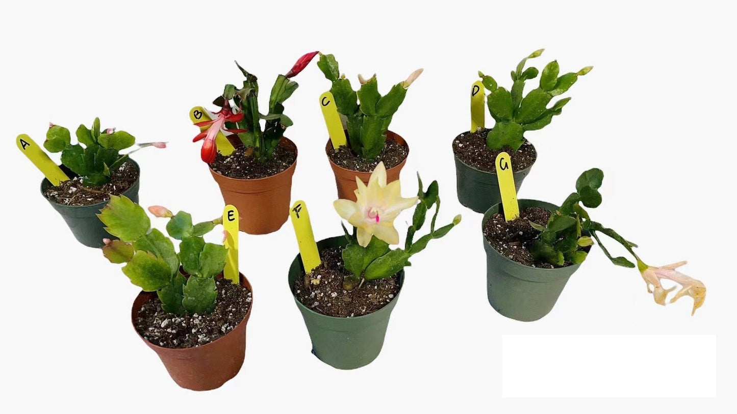 4”pot live plants  thanksgiving Cactus rooted