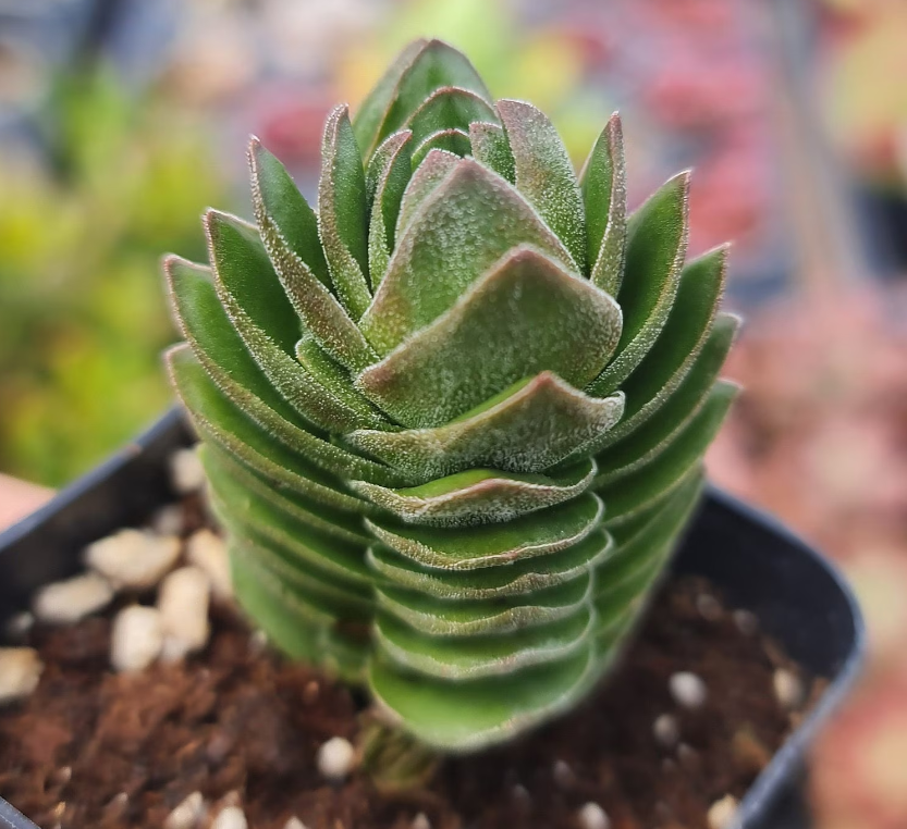2" pot Succulent Plants Buddha Temple