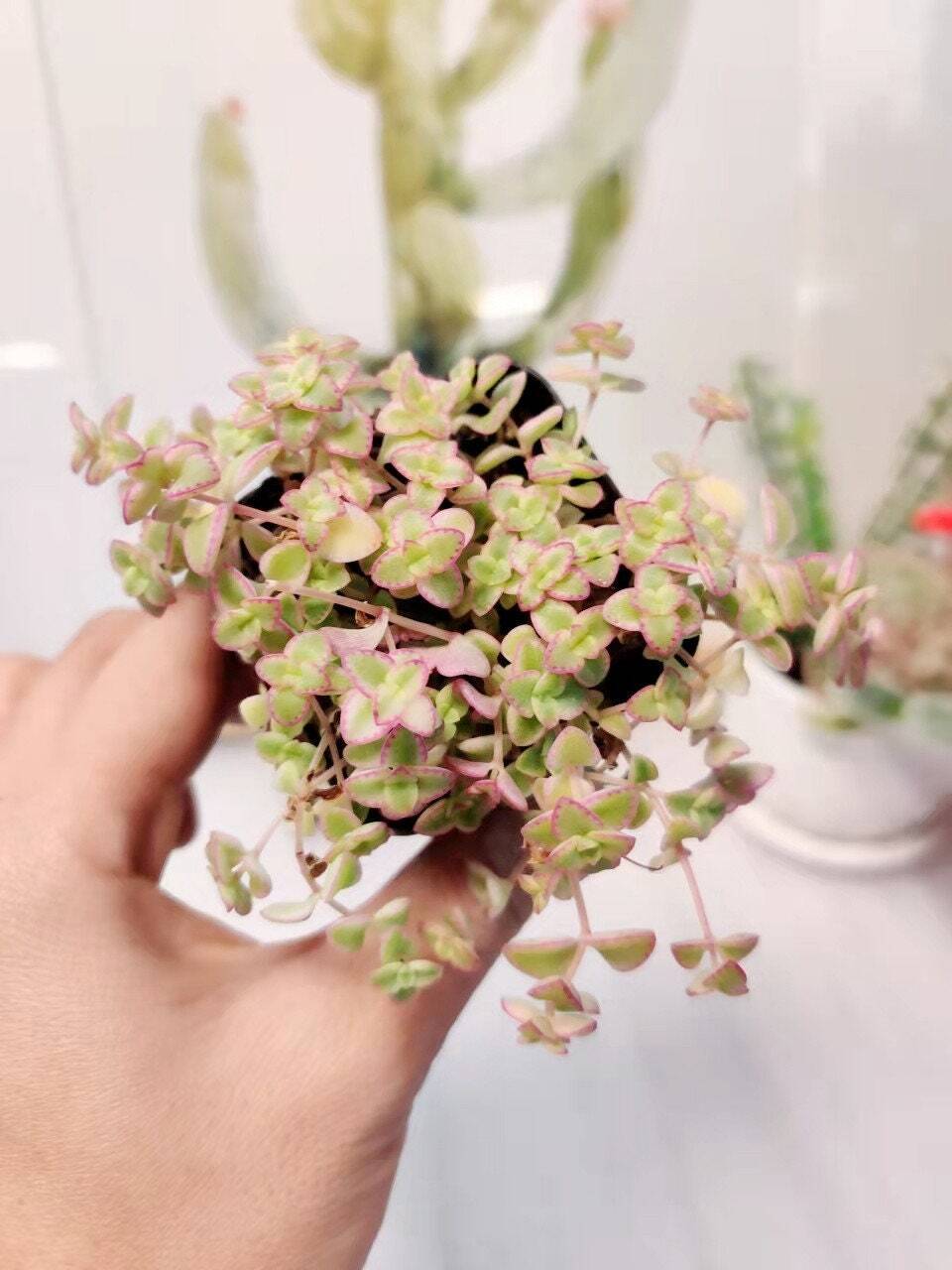 2”pot/4”pot Succulent Plants Sedum Little Missy - 2”pot