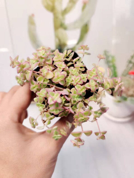 2”pot/4”pot Succulent Plants Sedum Little Missy - 2”pot