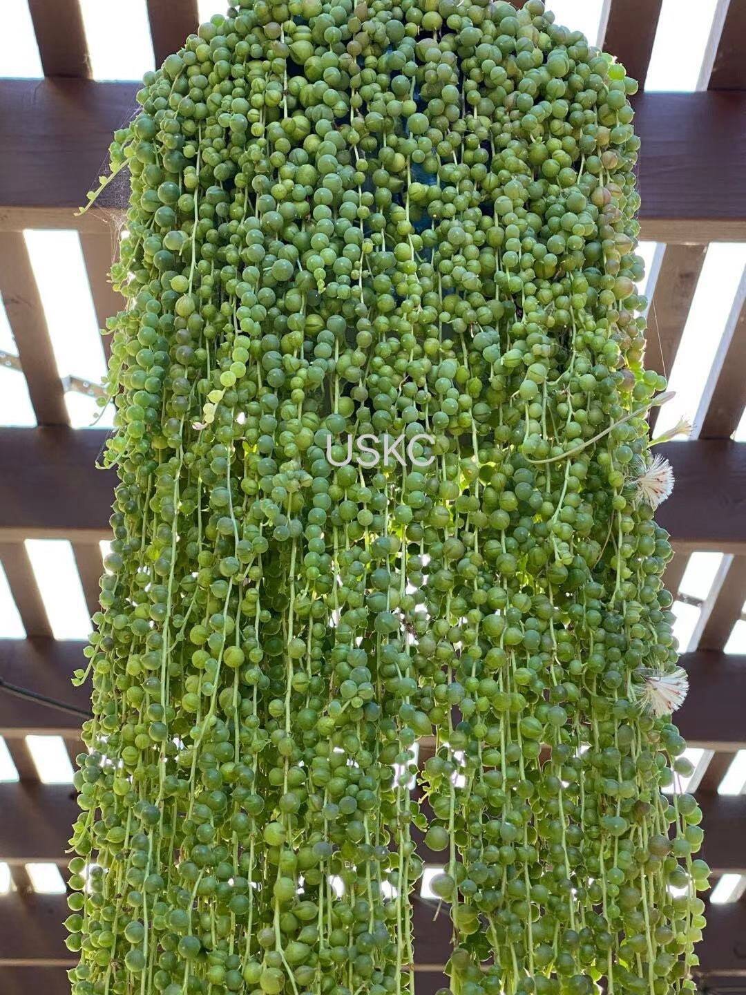 Cuttings  2" 4" 6”pot  String Of Pearls