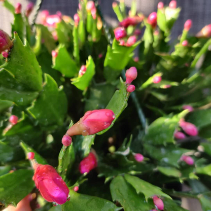 Leave cuttings Thanksgiving cactus Unrooted
