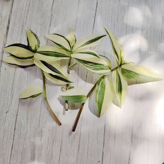 Wandering Jew Leave cutting Tradescantia/Callisia - 2 cuttings Nanouk
