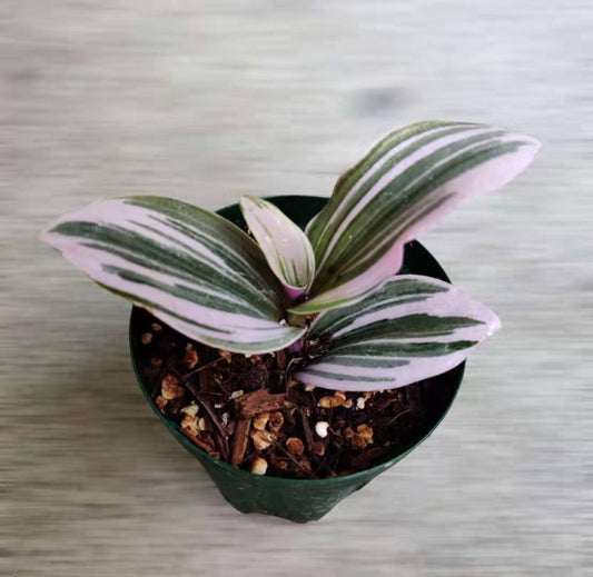 2.5"pot 4" pot live plants Tradescantia Nanouk - Variant 6