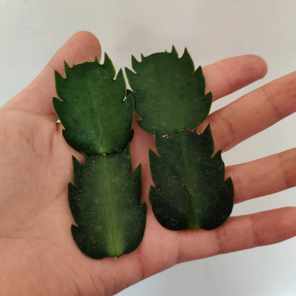 Leave cuttings Thanksgiving cactus Unrooted