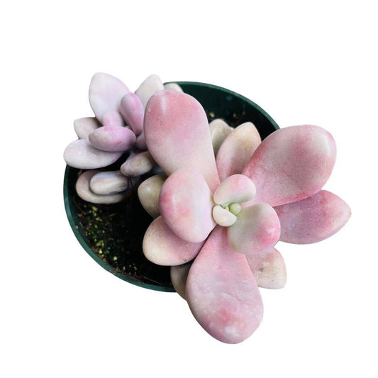 2" pot 4"pot Succulent Plants Pachyphytum Oviferum Pink Moonstones - Variant 8