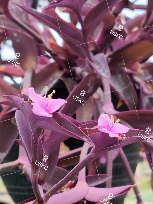 4" pot live plant Tradescantia Pallida" Purple Heart" - Variant 3