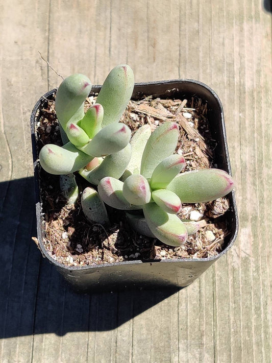 2"pot Succulent Plants Crassula Nudicaulis Var. Herrei - Variant 3