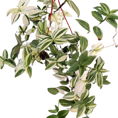 Tradescantia Nanouk/Fuzzy/Pale puma/Zebrina Burgundy