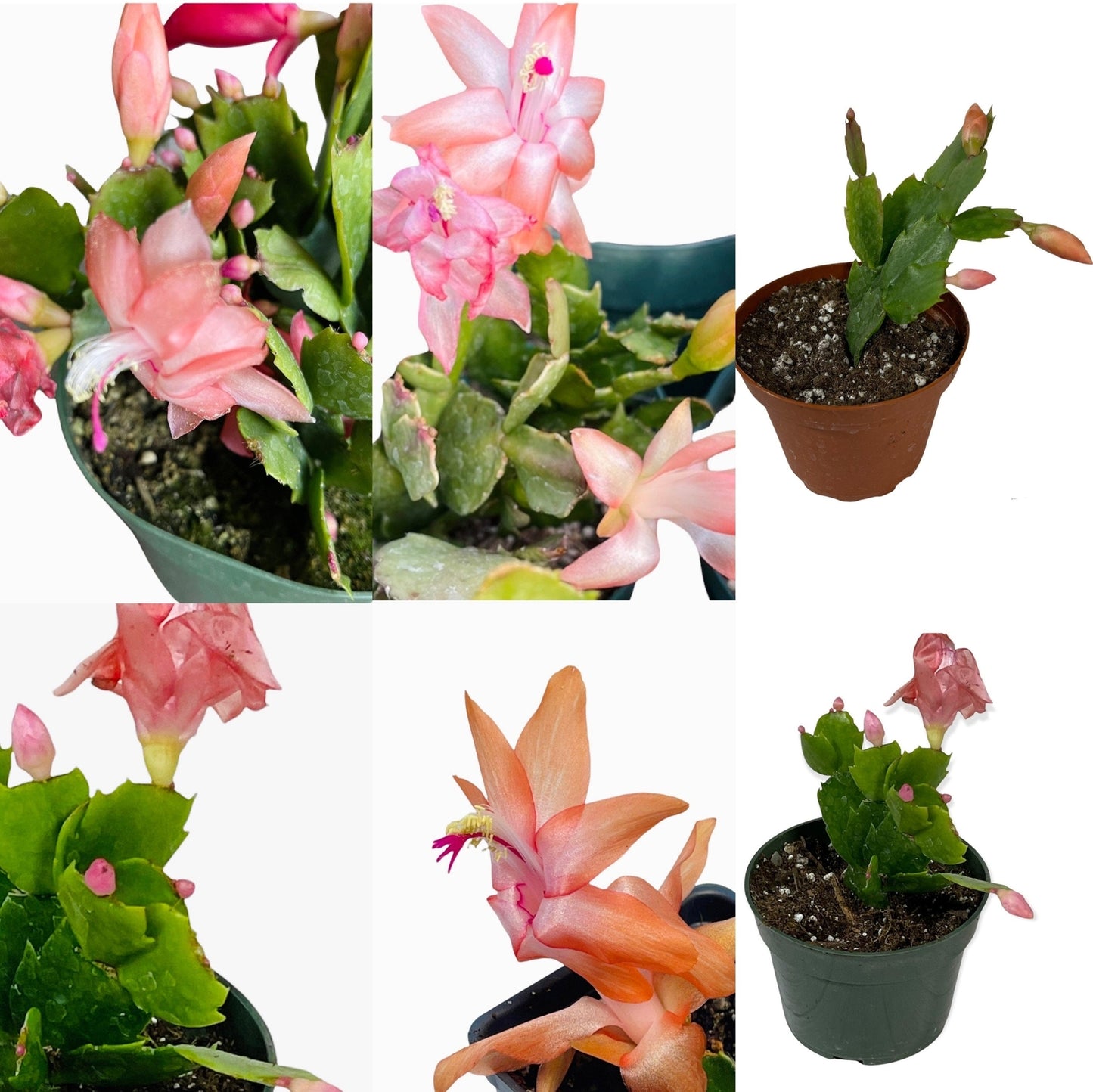 4”pot live plants  thanksgiving Cactus rooted