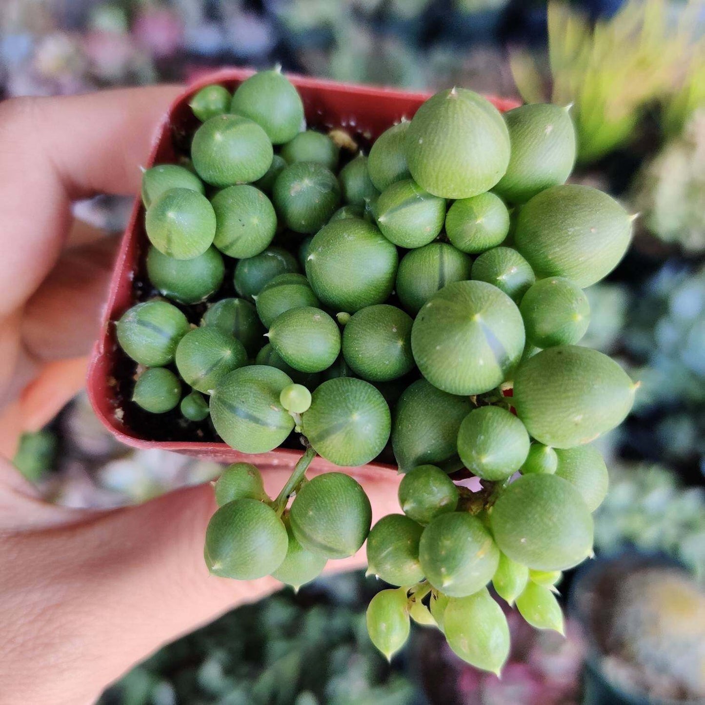 Cuttings  2" 4" 6”pot  String Of Pearls