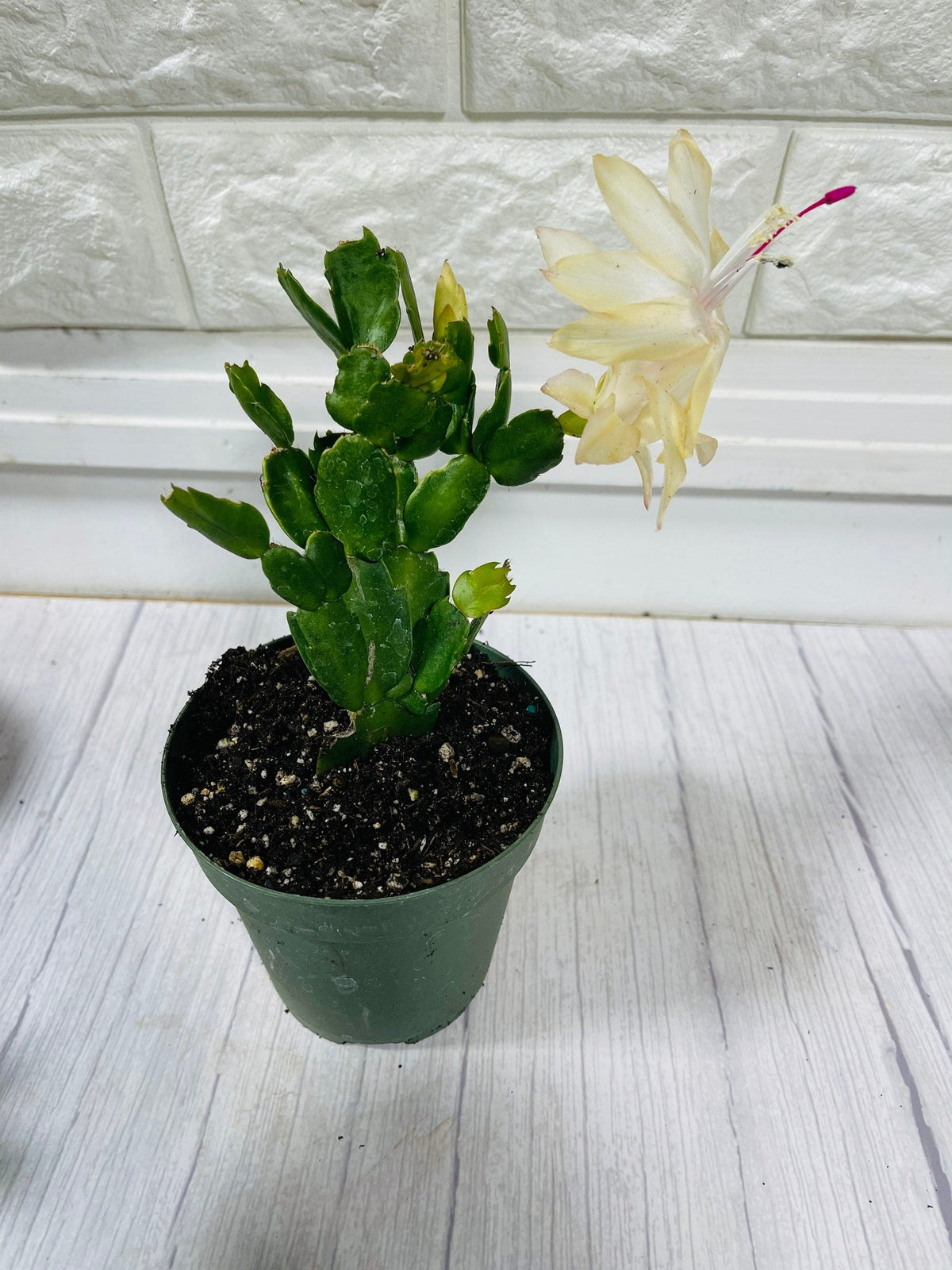 4”pot live plants  thanksgiving Cactus rooted
