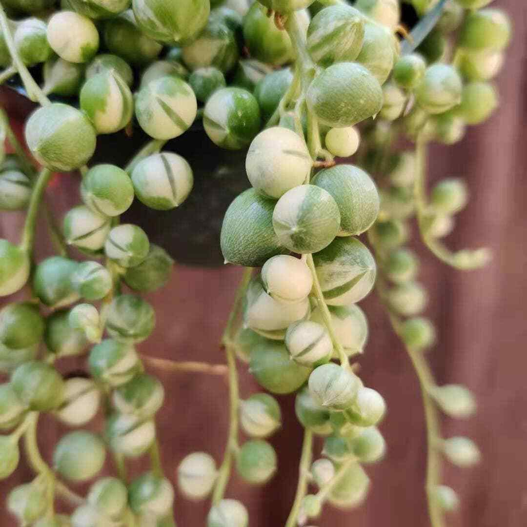 2"pot 2.5” pot 4"pot String of pearls variegated