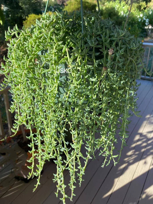 String of Dolphins Succulent | Live Cuttings or 2" Potted Plant - Variant 3
